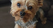 Dutchess is registered to the contest to win money with this photo: dog, yorkshire_terrier, puppy, small_dog, long_hair, tan_fur, white_fur, portrait, close_up, indoors, sitting, toy, plush_toy, stuffed_animal, pet, cute, alert, brown_fur, black_nose, selective_focus