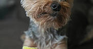 Dutchess is registered to the contest to win money with this photo: animal, black_nose, brown_fur, carpet, close_up, dark_eyes, dog, floppy_ears, fur, indoor, pet, photography, portrait, puppy, sitting, small_dog, tan_fur, toy, yellow_toy, yorkshire_terrier