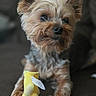 Dutchess is registered to the contest to win money with this photo: dog, yorkshire_terrier, puppy, small_dog, portrait, close_up, fur, brown_fur, tan_fur, floppy_ears, dark_eyes, black_nose, sitting, toy, yellow_toy, indoor, carpet, pet, animal, photography