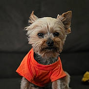 Dutchess is registered to the contest to win money with this photo: dog, yorkshire_terrier, small_dog, pet, red_shirt, clothing, portrait, indoor, sitting, front_facing, long_hair, fluffy, brown_fur, tan_fur, black_background, close_up, cute, companion_animal, ears, paws