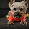 dog, yorkshire_terrier, small_dog, pet, canine, portrait, closeup, red_outfit, costume, fluffy, long_hair, pointed_ears, black_nose, dark_eyes, front_facing, lying_down, paws, indoor, blurred_background, photography
