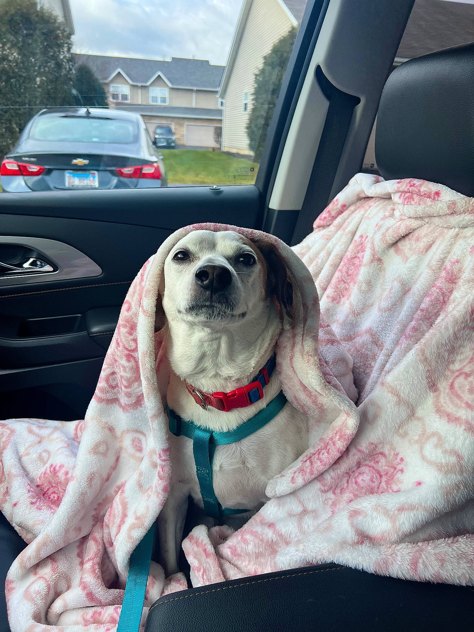 Oakley joined the competition — help win amazing prizes! automotive_design, automotive_exterior, car, car_seat, car_seat_cover, carnivore, cloud, collar, comfort, companion_dog, dog, dog_breed, dog_collar, eyewear, fawn, motor_vehicle, sky, vehicle, vehicle_door, window
