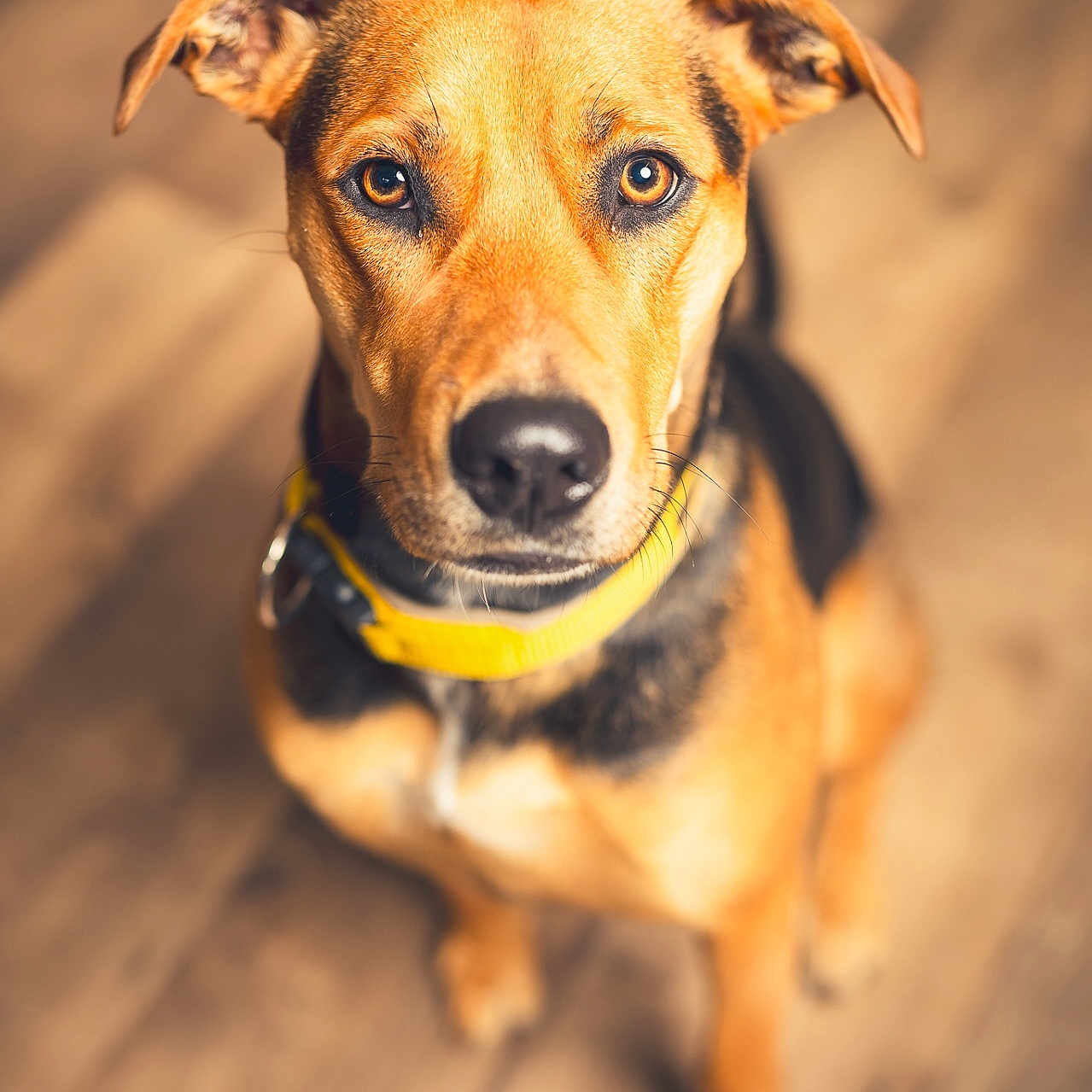 Injy participe au concours pour gagner de l'argent avec cette photo : accessories, animal, beagle, boxer, bulldog, canine, dog, germanshepherd, hardwood, harness, hound, labradorretriever, leash, pet, pitbull, pointer, puppy, snout, strap, wood