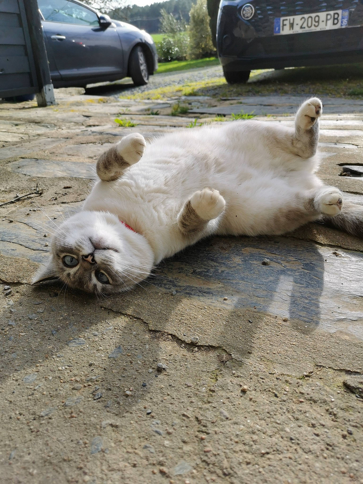 Orlie participe au concours pour gagner de l'argent avec cette photo : asphalt, automotive_tire, car, carnivore, cat, fawn, felidae, hood, land_vehicle, motor_vehicle, plant, road_surface, small_to_medium_sized_cats, snout, tail, tire, vehicle, vehicle_registration_plate, wheel, wood