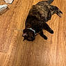 Tori joined the competition — help win amazing prizes! cat, tortoiseshell, floor, wooden_floor, pet, animal, collar, indoor, relaxed, sleeping, fur, tail, ear, paw, comb, door, home, domestic, resting, quiet