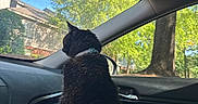 Tori is registered to the contest to win money with this photo: cat, black_cat, car_interior, window, trees, daylight, sunlight, collar, animal, pet, vehicle, nature_outside, house, greenery, domestic_cat, curious, looking_out, dashboard, side_mirror, quiet_moment