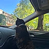 cat, black_cat, car_interior, window, trees, daylight, sunlight, collar, animal, pet, vehicle, nature_outside, house, greenery, domestic_cat, curious, looking_out, dashboard, side_mirror, quiet_moment