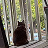 Tori joined the competition — help win amazing prizes! cat, animal, pet, porch, wooden_floor, railing, outdoor, tree, autumn, leaf, nature, fence, back_view, sitting, quiet, daylight, calm, domestic_animal, fall, colorful