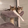 Eiko Et Inari a rejoint le concours — aidez-le/la à gagner de superbes lots ! cat, cats, tabby, feline, pet, animal, two_cats, cat_tree, hammock, indoor, home, window, blinds, cozy,  lounging, relaxed, portrait, whiskers, striped_fur, paw