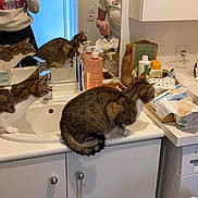 Eiko Et Inari participe au concours pour gagner de l'argent avec cette photo : cat, cats, pet, animal, bathroom, vanity, mirror, reflection, sink, countertop, household, indoors, grooming, baby, bottles, toiletries, washing_machine, human, domestic, curious