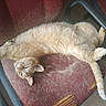 cat, cats, sleeping, relaxed, fluffy, fur, cream_colored, tabby, pet, animal, chair, office_chair, indoor, furniture, sprawled, lying_down, tail, paws, cozy, funny