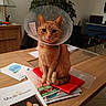 Mojito participe au concours pour gagner de l'argent avec cette photo : cat, orange_cat, pet, cone_collar, elizabethan_collar, sitting, indoors, home, table, desk, paperwork, magazines, books, office, lamp, houseplant, portrait, front_view, whiskers, funny