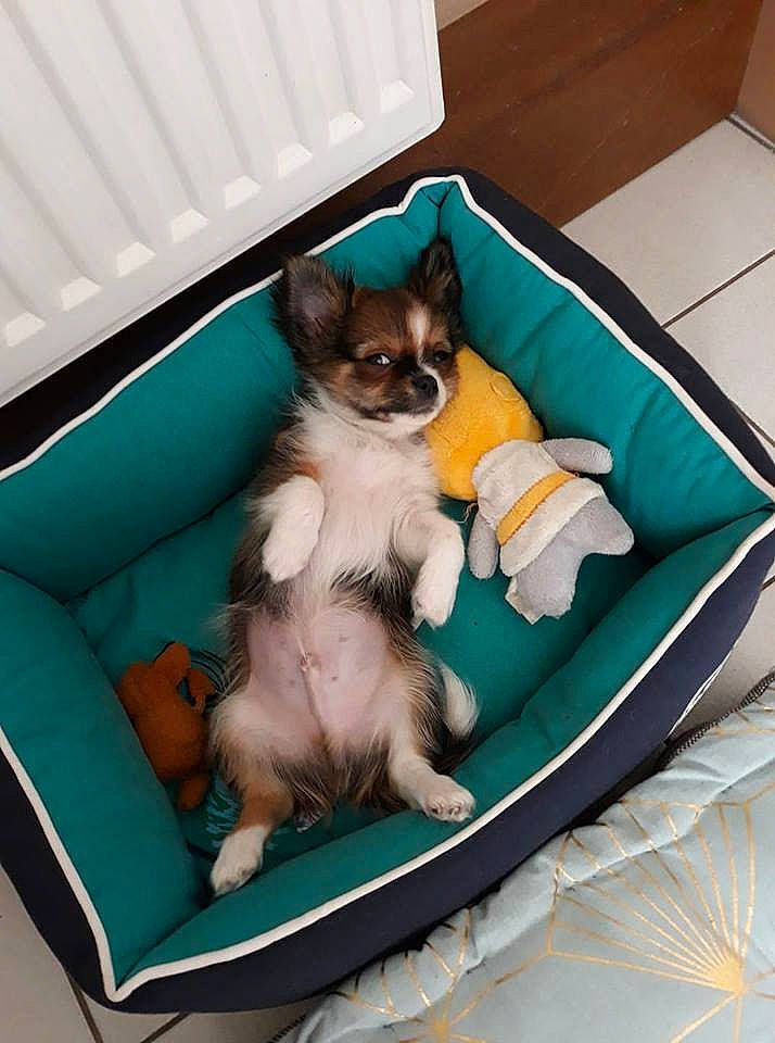 Opium participe au concours pour gagner de l'argent avec cette photo : bed, canidae, carnivore, chihuahua, companion_dog, dog, dog_bed, dog_breed, fawn, mammal, pomeranian, puppy, sporting_group, toy_dog, vertebrate