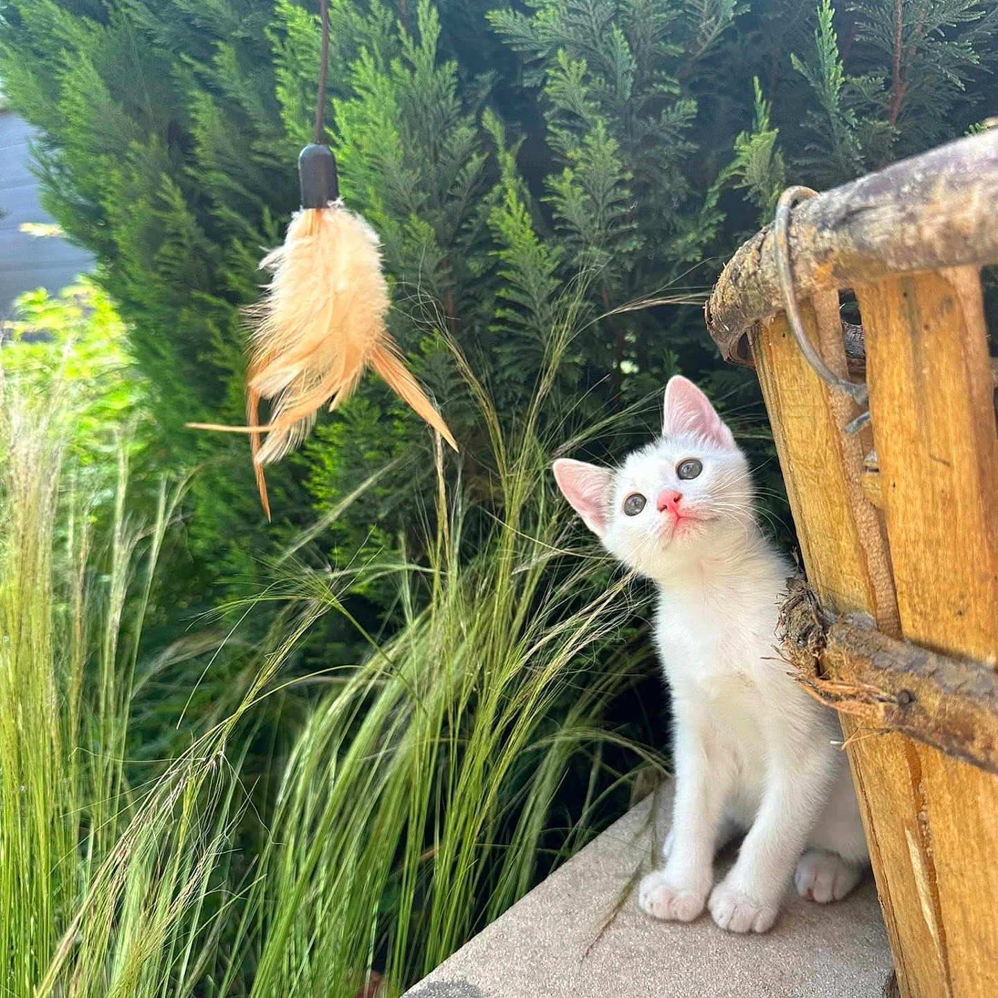 Charly a rejoint le concours — aidez-le/la à gagner de superbes lots ! animal, basket, curious, cute, ears, eyes, feather_toy, fur, grass, greenery, kitten, nature, outdoor, paws, pet, playful, whiskers, white_cat, wooden, young_cat