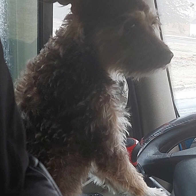 Tucker is registered to the contest to win money with this photo: airedale, animal, ball, canine, cushion, dog, football, homedecor, hound, machine, person, pet, poodle, puppy, soccer, soccerball, terrier, transportation, vehicle, wheel