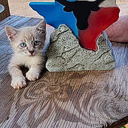 Snickers is registered to the contest to win money with this photo: kitten, cat, blue_eyes, wooden_table, texas_decoration, colorful, rustic, animal, pet, feline, closeup, outdoor, paw, face, young, domestic_animal, curious, relaxed, natural_light, human_arm