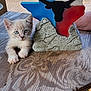 kitten, cat, blue_eyes, wooden_table, texas_decoration, colorful, rustic, animal, pet, feline, closeup, outdoor, paw, face, young, domestic_animal, curious, relaxed, natural_light, human_arm