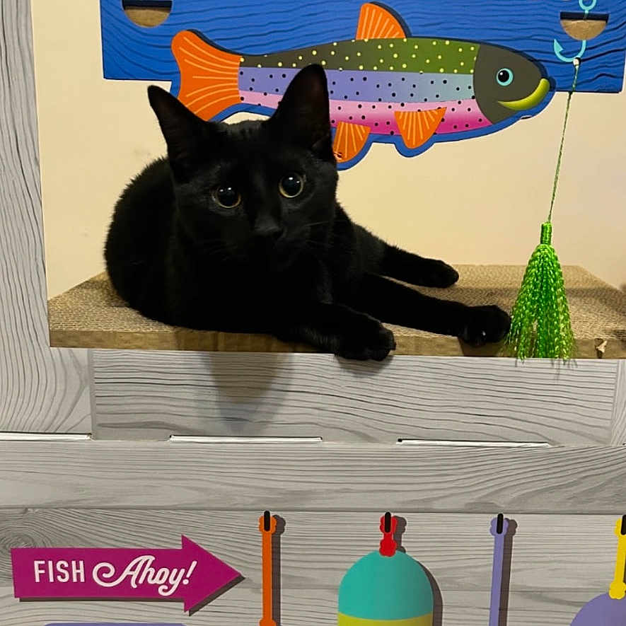 Binx joined the competition — help win amazing prizes! black_cat, cat, animal, pet, cardboard_cutout, signage, text, colorful, fishing_theme, bobbers, playful, indoor, cute, resting, whiskers, eyes, feline, decor, funny, mock_stand