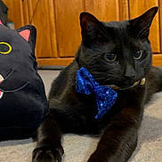 Binx joined the competition — help win amazing prizes! black_cat, cat, plush_toy, cupcake, blue_bow_tie, carpet, wooden_cabinet, indoor, pet, animal, cute, toy, birthday, celebration, decorative, relaxed, domestic, feline, playful, household