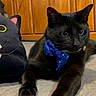Binx joined the competition — help win amazing prizes! black_cat, cat, plush_toy, cupcake, blue_bow_tie, carpet, wooden_cabinet, indoor, pet, animal, cute, toy, birthday, celebration, decorative, relaxed, domestic, feline, playful, household
