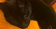 Binx is registered to the contest to win money with this photo: black_cat, cat, pet, animal, feline, fur, whiskers, ears, eyes, orange_fabric, purple_fabric, colorful, resting, indoor, close_up, cute, cozy, relaxed, soft_texture, sleepy