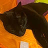 Binx is registered to the contest to win money with this photo: black_cat, cat, pet, animal, feline, fur, whiskers, ears, eyes, orange_fabric, purple_fabric, colorful, resting, indoor, close_up, cute, cozy, relaxed, soft_texture, sleepy