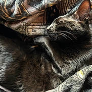 Binx joined the competition — help win amazing prizes! cat, black_cat, sleeping, cozy, blanket, fur, pet, animal, resting, indoor, close_up, whiskers, relaxation, cute, feline, soft_light, pattern, comfort, nap, peaceful