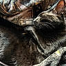 cat, black_cat, sleeping, cozy, blanket, fur, pet, animal, resting, indoor, close_up, whiskers, relaxation, cute, feline, soft_light, pattern, comfort, nap, peaceful