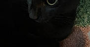 Binx is registered to the contest to win money with this photo: black_cat, close_up, cat, pet, animal, eyes, fur, whiskers, indoor, cozy, texture, multicolored, curious, resting, dark_background, feline, cute, soft, portrait, companion
