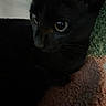 black_cat, close_up, cat, pet, animal, eyes, fur, whiskers, indoor, cozy, texture, multicolored, curious, resting, dark_background, feline, cute, soft, portrait, companion