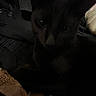 Binx is registered to the contest to win money with this photo: cat, black_cat, close_up, dark, shadow, eyes, blanket, clothing, indoor, pet, feline, cozy, texture, fabric, soft, animal, mystery, portrait, fur, resting