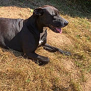 Rolex participe au concours pour gagner de l'argent avec cette photo : animal, black_dog, canine, close_up, daytime, dog, dry_grass, grass, happy, leafy_hedge, mammal, nature, outdoor, pet, relaxed, resting, summer, sunlight, sunny_day, tongue_out