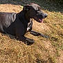 animal, black_dog, canine, close_up, daytime, dog, dry_grass, grass, happy, leafy_hedge, mammal, nature, outdoor, pet, relaxed, resting, summer, sunlight, sunny_day, tongue_out
