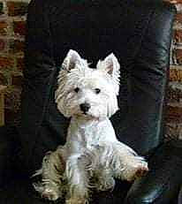 Hermès participe au concours pour gagner de l'argent avec cette photo : brick, brickwork, canidae, carnivore, companion_dog, dog, dog_breed, dog_supply, fur, non_sporting_group, small_terrier, snout, sporting_group, terrestrial_animal, terrier, toy_dog, working_animal