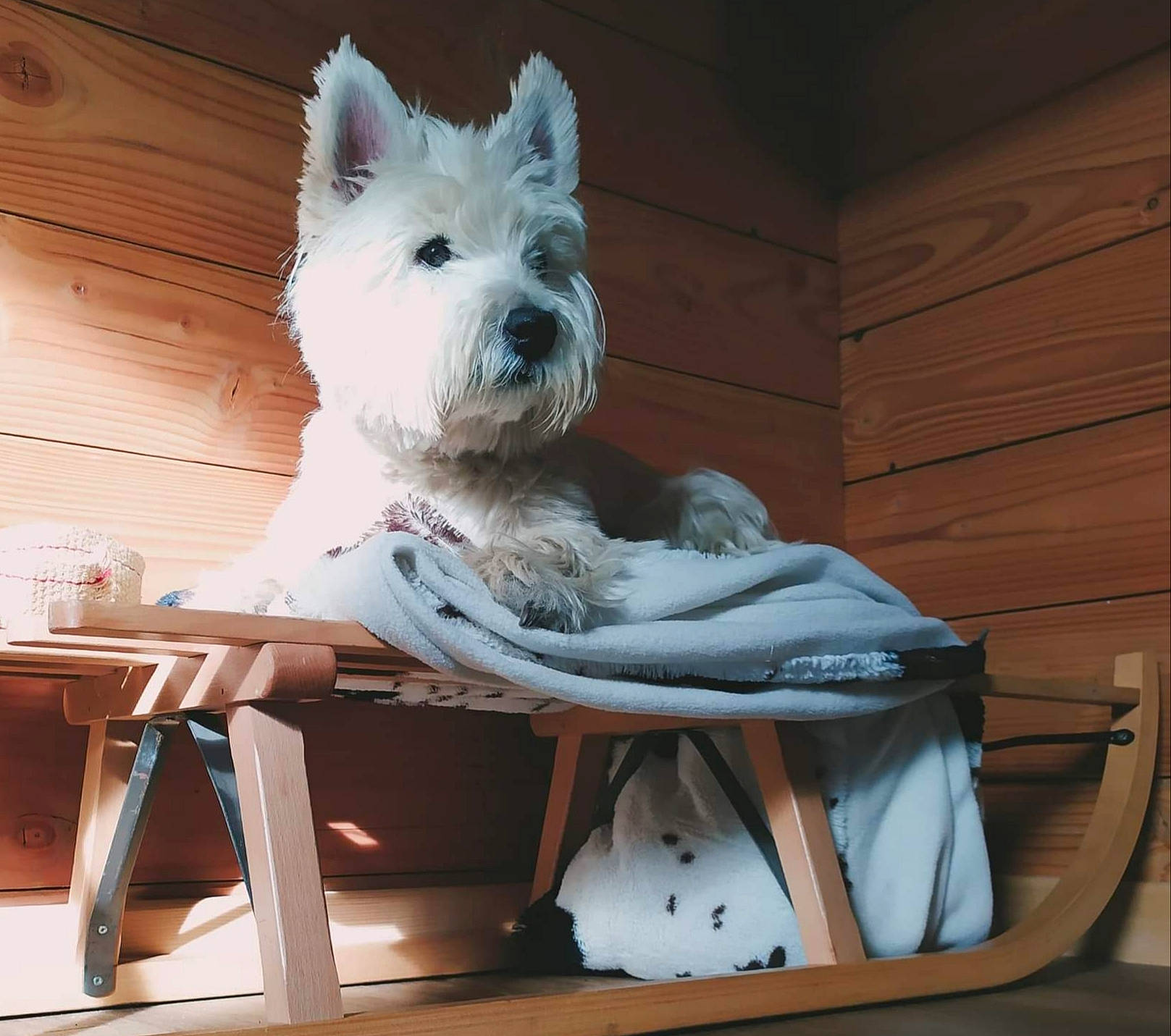 Hermès a rejoint le concours — aidez-le/la à gagner de superbes lots ! canidae, carnivore, chair, collar, comfort, companion_dog, dog, dog_breed, dog_supply, fawn, outdoor_furniture, pet_supply, small_terrier, sporting_group, table, tail, terrier, toy_dog, wood, working_animal