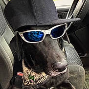 Patron joined the competition — help win amazing prizes! animal, bandana, black_dog, canine, cap, car_interior, car_seat, cool, dog, leisure, pet_accessory, portrait, reflection, road, seat, seatbelt, sunglasses, sunlight, trees, window