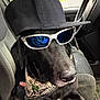 animal, bandana, black_dog, canine, cap, car_interior, car_seat, cool, dog, leisure, pet_accessory, portrait, reflection, road, seat, seatbelt, sunglasses, sunlight, trees, window