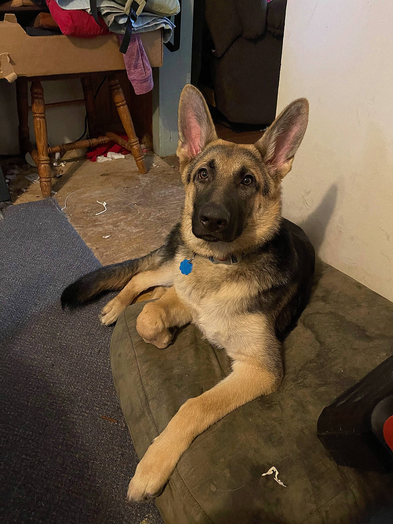 Sheba is registered to the contest to win money with this photo: backpack, canidae, carnivore, comfort, companion_dog, dog, dog_breed, ear, fawn, felidae, fur, german_shepherd_dog, jaw, paw, sitting, snout, sporting_group, tail, whiskers, working_animal