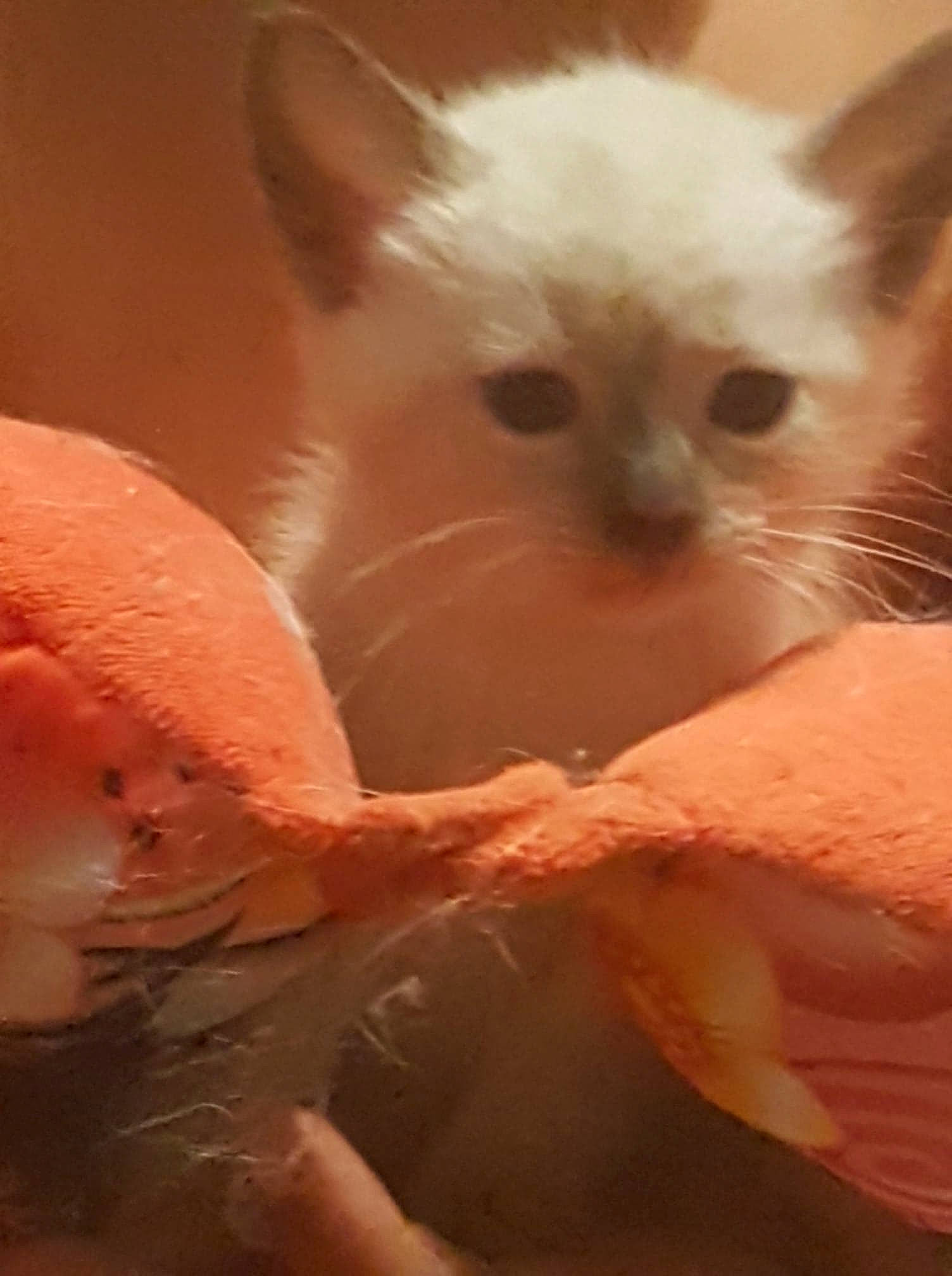 Lizye a rejoint le concours — aidez-le/la à gagner de superbes lots ! asian, balinese, birman, burmilla, carnivore, cat, colorpoint_shorthair, cornish_rex, felidae, javanese, kitten, mammal, ojos_azules, ragdoll, small_to_medium_sized_cats, snout, thai, tonkinese, turkish_angora, whiskers