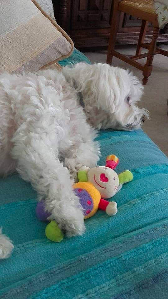 Duchesse participe au concours pour gagner de l'argent avec cette photo : bolognese, bolonka, canidae, carnivore, companion_dog, dog, dog_breed, maltepoo, maltese, mammal, non_sporting_group, puppy, rare_breed_dog, schnoodle, sporting_lucas_terrier, terrier, toy_dog, toy_poodle, vertebrate, west_highland_white_terrier