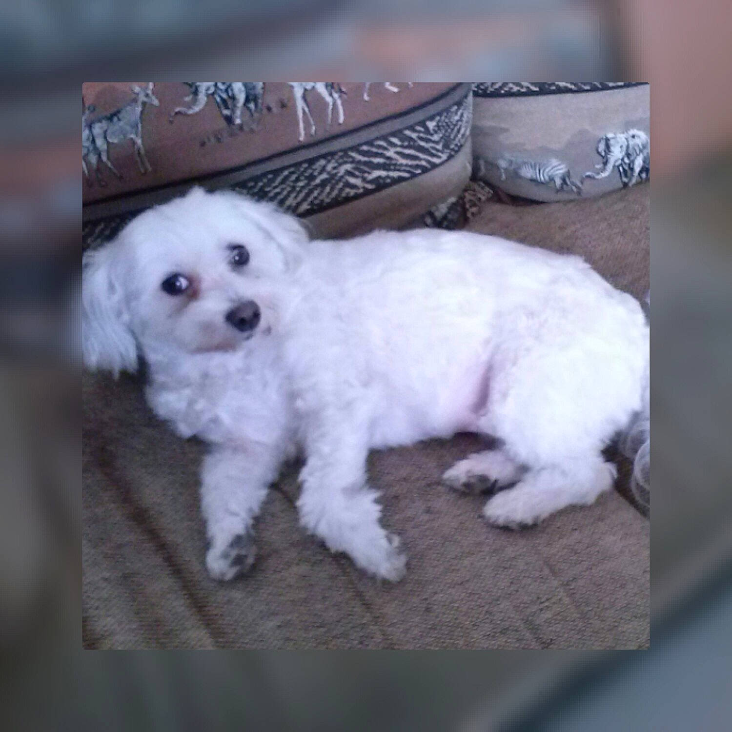 Duchesse participe au concours pour gagner de l'argent avec cette photo : bichon, bichon_frise, bolognese, canidae, carnivore, cockapoo, companion_dog, dog, dog_breed, havanese, maltepoo, maltese, mammal, miniature_poodle, nose, poodle_crossbreed, puppy, schnoodle, toy_poodle, vertebrate