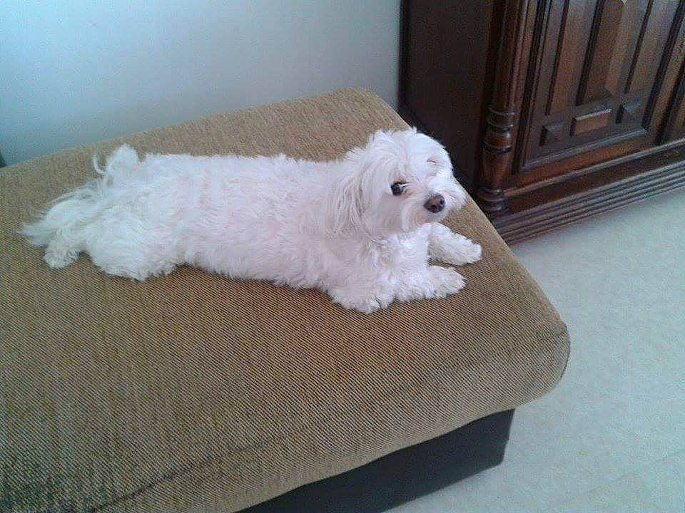 Duchesse participe au concours pour gagner de l'argent avec cette photo : bichon, bolognese, bolonka, canidae, carnivore, cockapoo, companion_dog, dog, dog_bed, dog_breed, havanese, maltepoo, maltese, mammal, non_sporting_group, puppy, rare_breed_dog, toy_dog, toy_poodle, vertebrate