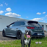 Ulca participe au concours pour gagner de l'argent avec cette photo : black_rims, blue_sky, car, clouds, dog, grass, grey_car, happy_dog, hatchback, heart_emoji, license_plate, neon_collar, outdoor, parking, pavement, pitbull, smiling, tongue_out, vehicle, warehouse