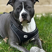 Ulca participe au concours pour gagner de l'argent avec cette photo : dog, pitbull, pet, portrait, close_up, harness, toy, plush_toy, grass, outdoor, bokeh, shallow_depth_of_field, muzzle, ears, eyes, white_marking, paw, leisure, backyard, canine
