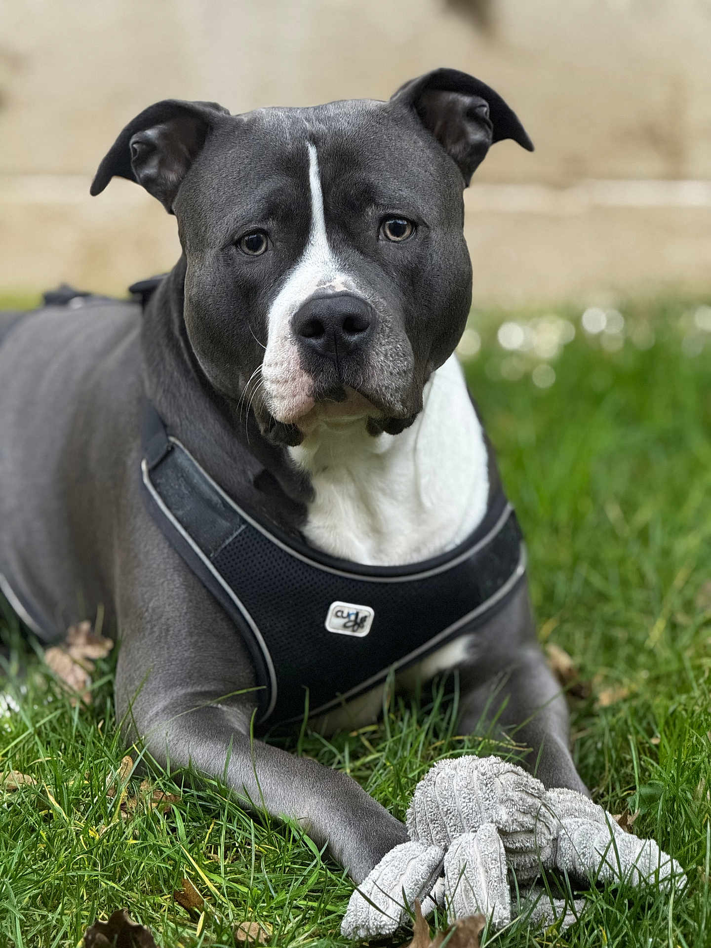 Ulca participe au concours pour gagner de l'argent avec cette photo : dog, pitbull, pet, portrait, close_up, harness, toy, plush_toy, grass, outdoor, bokeh, shallow_depth_of_field, muzzle, ears, eyes, white_marking, paw, leisure, backyard, canine