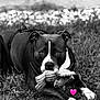 dog, pitbull, pet, toy, grass, black_and_white, portrait, close_up, paws, eyes, chewing, leash, harness, outdoor, bokeh, fallen_leaf, heart_emoji, monochrome, texture, staring