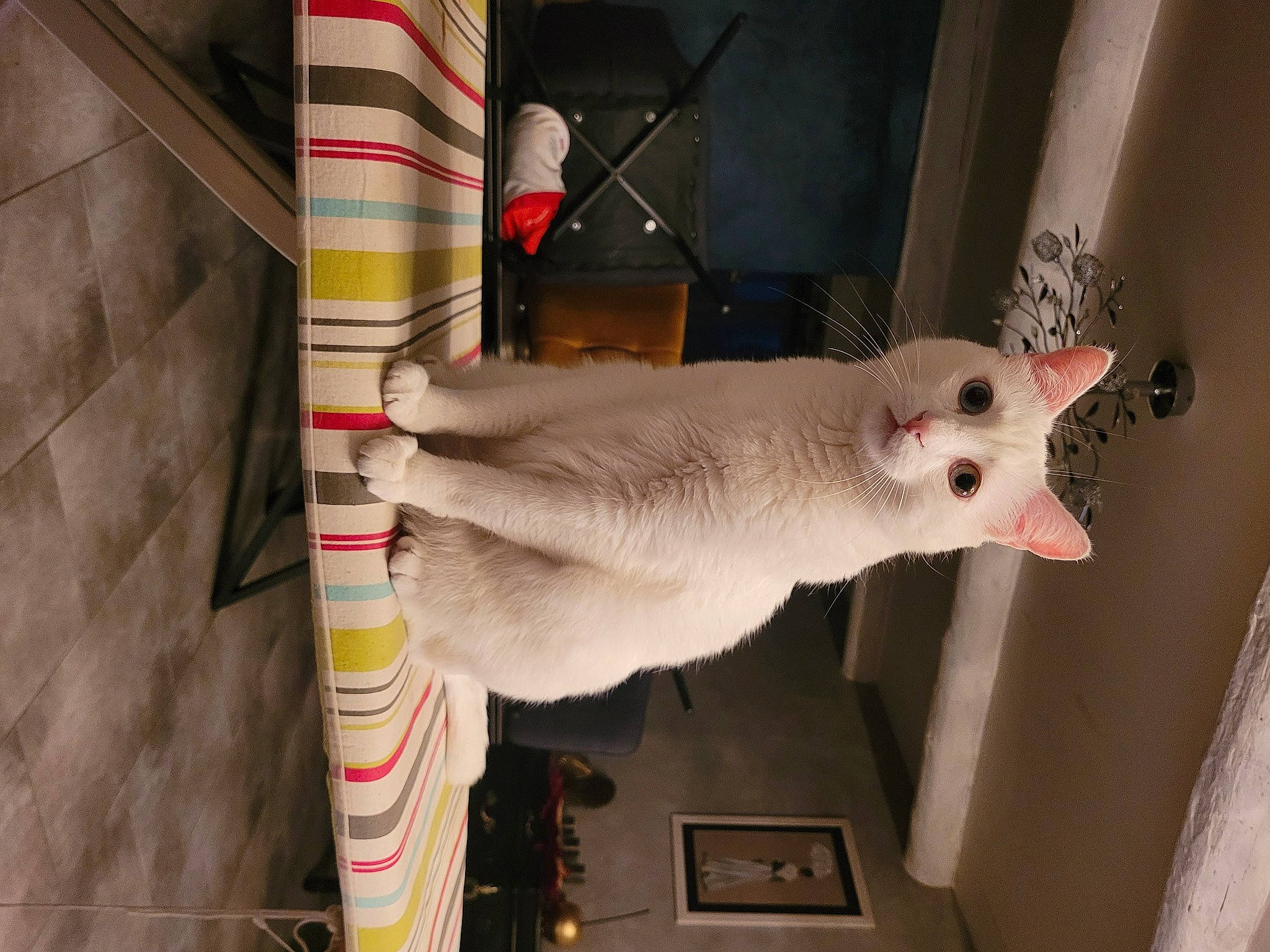 Fripouille participe au concours pour gagner de l'argent avec cette photo : carnivore, cat, collar, domestic_short_haired_cat, fawn, felidae, fur, human_body, room, small_to_medium_sized_cats, snout, tail, visual_arts, whiskers