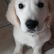 Rufuss a rejoint le concours — aidez-le/la à gagner de superbes lots ! animal, canine, cockerspaniel, dog, eskimodog, goldenretriever, hound, husky, labradorretriever, pet, puppy, snout, tile, whitedog