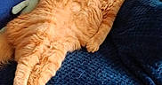 Roy participe au concours pour gagner de l'argent avec cette photo : animal, blue_blanket, cat, comfort, cozy, cushion, cute, domestic_animal, feline, fluffy, fur, indoor, nap, orange_cat, pet, relaxation, resting, sleeping, soft_texture, stuffed_toy