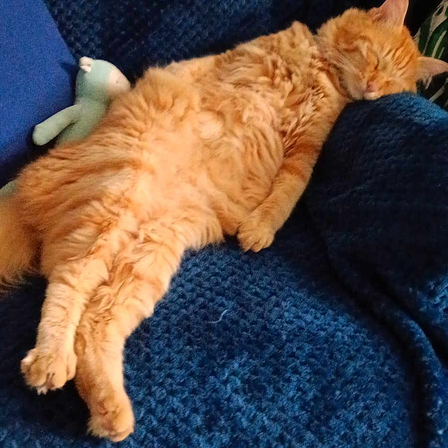 Roy participe au concours pour gagner de l'argent avec cette photo : animal, blue_blanket, cat, comfort, cozy, cushion, cute, domestic_animal, feline, fluffy, fur, indoor, nap, orange_cat, pet, relaxation, resting, sleeping, soft_texture, stuffed_toy